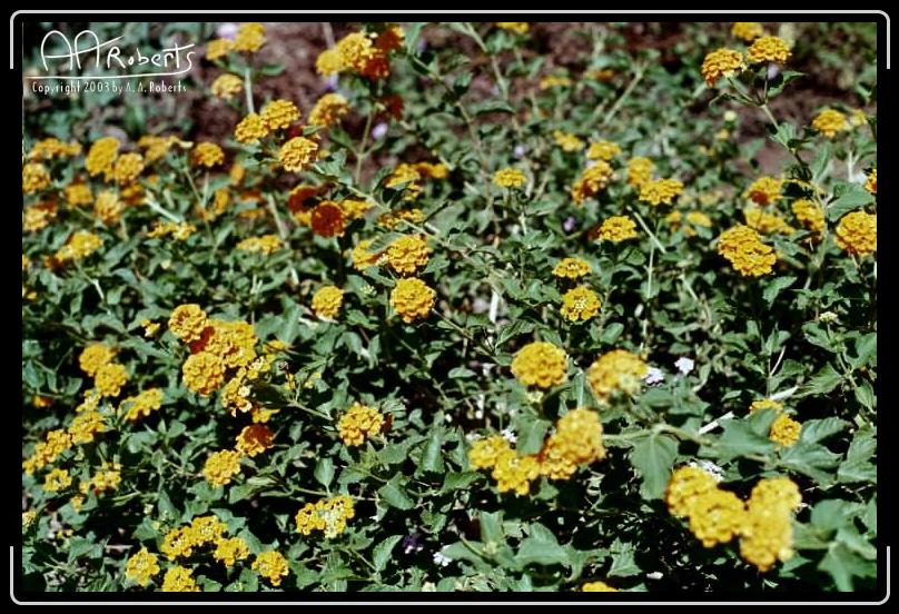 Arizona Yellows.jpg - Arizona yellow...